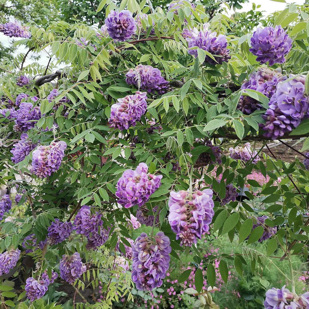 Your Ideal Wisteria Amethyst Falls 10.5cm pot x 1 - Multi