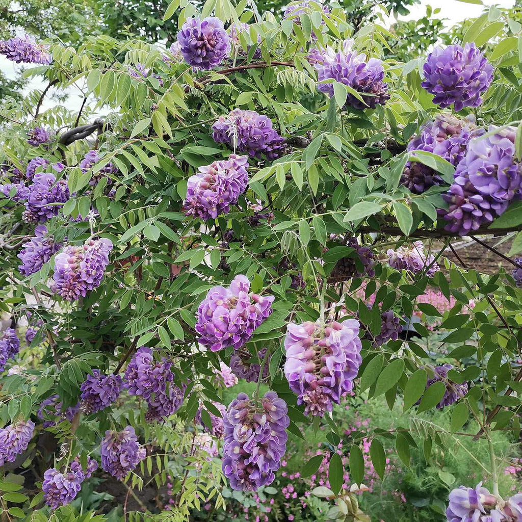 Your Ideal Wisteria Amethyst Falls 10.5cm pot x 1 - Multi
