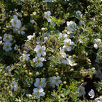Your Ideal Potentilla Collection 9cm pots x 3 - Multi