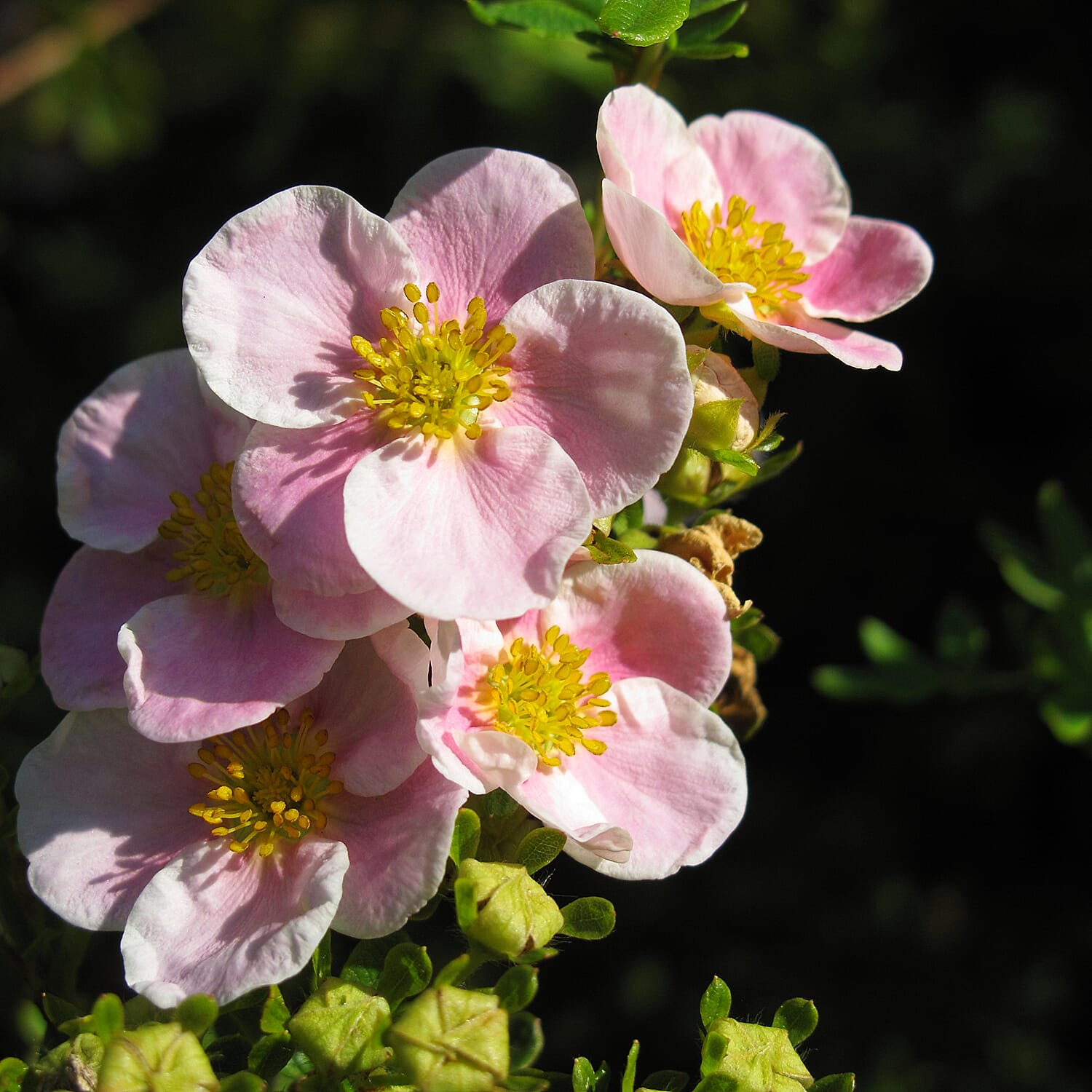 Your Ideal Potentilla Collection 9cm pots x 3 - Multi