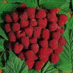 Raspberry Autumn Bliss Short Canes x10