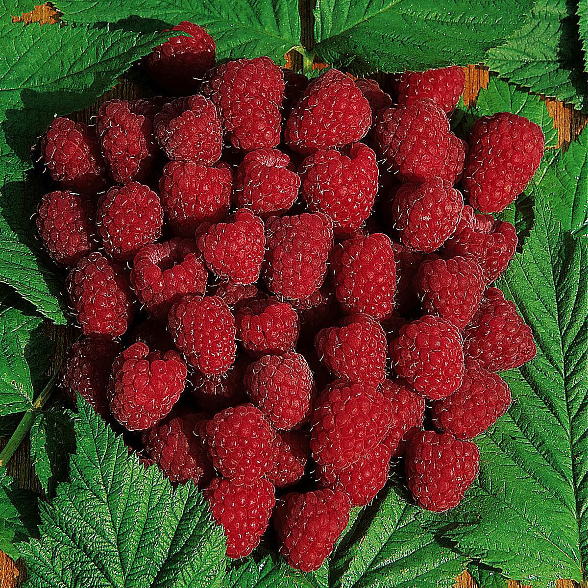Raspberry Autumn Bliss Short Canes x10