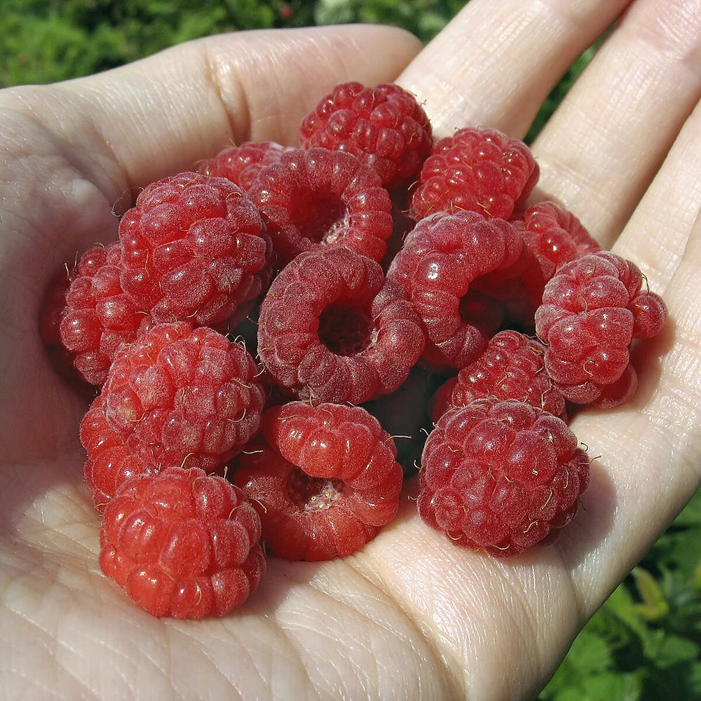 Raspberry Autumn Bliss Short Canes x10