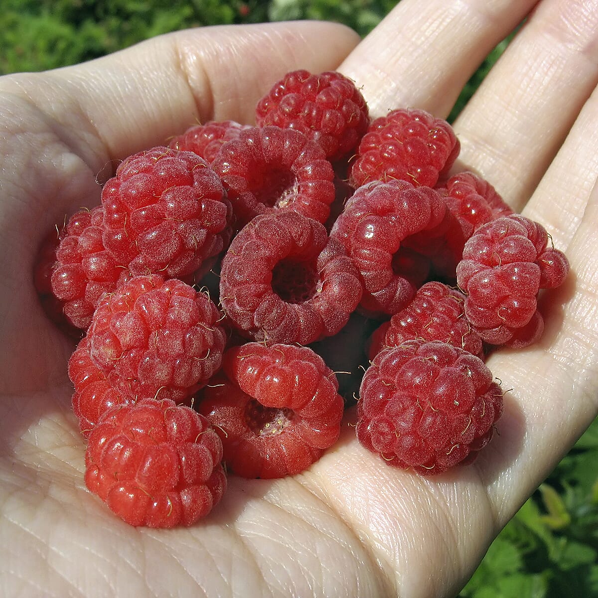 Raspberry Autumn Bliss Short Canes x10
