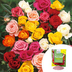 Rose Hybrid Tea Bare Roots & Fert 50g