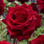 Rose Hybrid Tea Bare Roots & Fert 50g