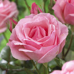Rose Hybrid Tea Bare Roots & Fert 50g