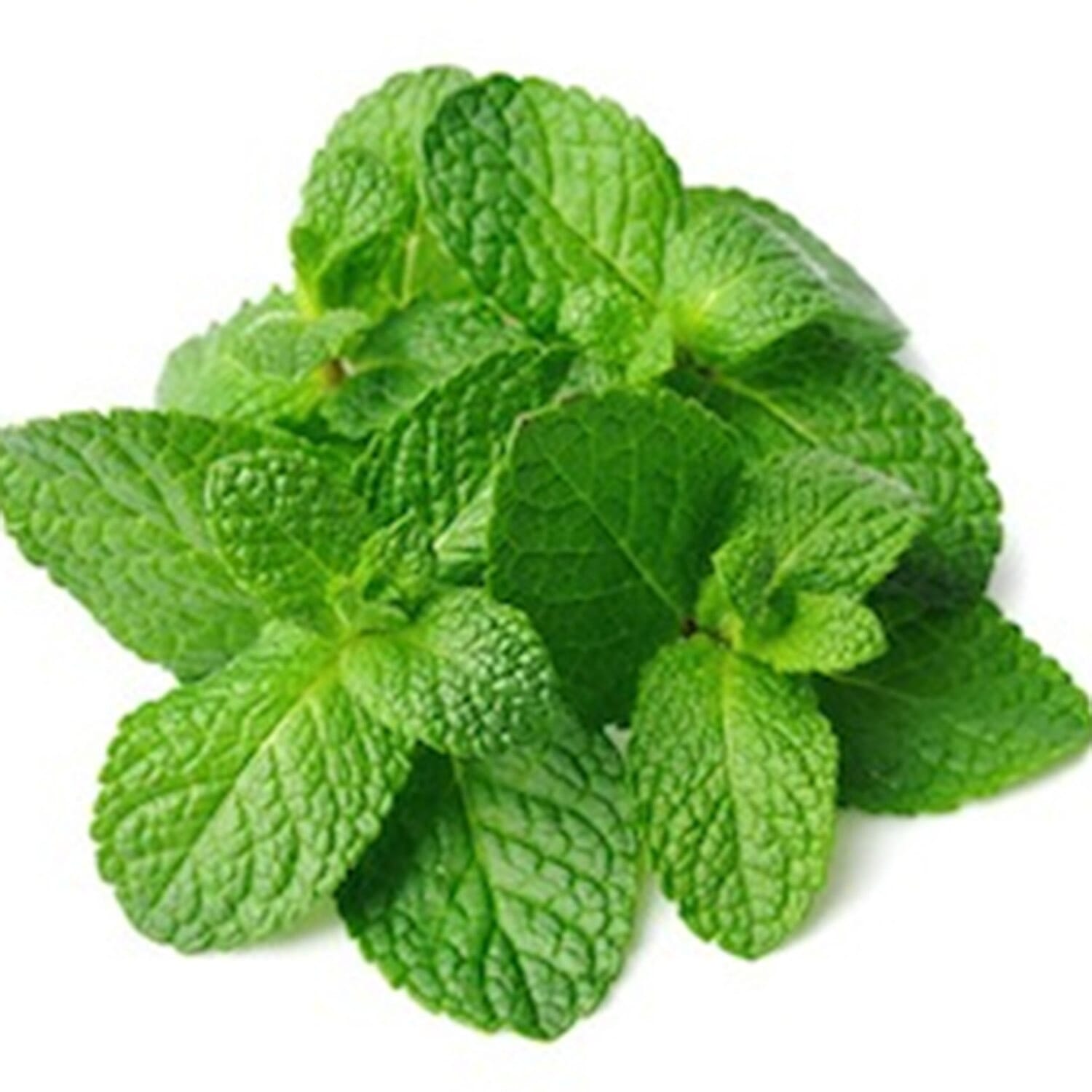 Mint Seed Ball Tube