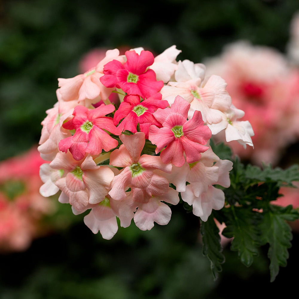 Your Ideal Verbena Collection Young Plants x 9 - Multi