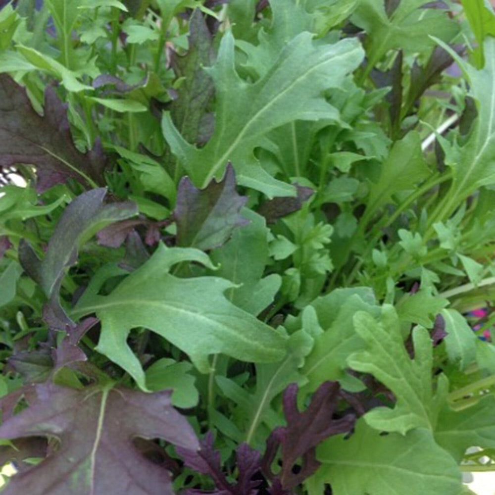 Wild Rocket Salad Seed Ball Tube - Light Green