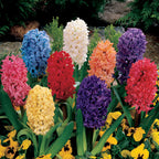 Mixed Garden Hyacinth Bulbs x 30