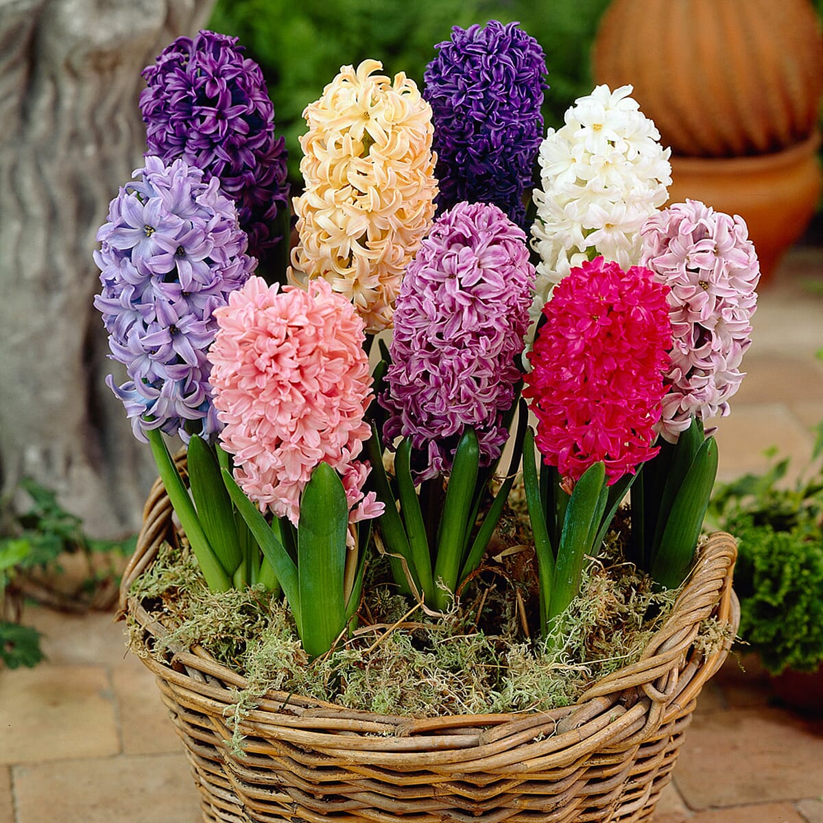 Mixed Garden Hyacinth Bulbs x 30