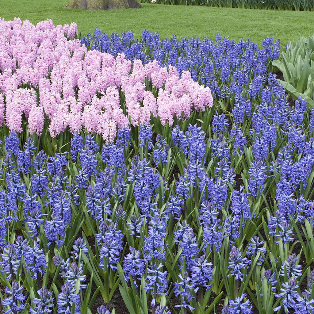 Mixed Garden Hyacinth Bulbs x 30