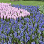 Mixed Garden Hyacinth Bulbs x 30