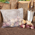 Mixed Garden Hyacinth Bulbs x 30