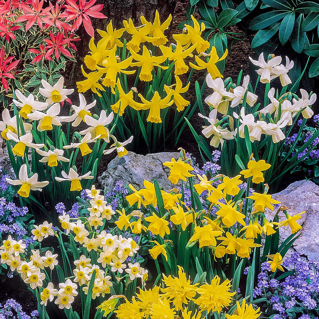 Mixed Short Stem Narcissus Short x 100 Bulbs