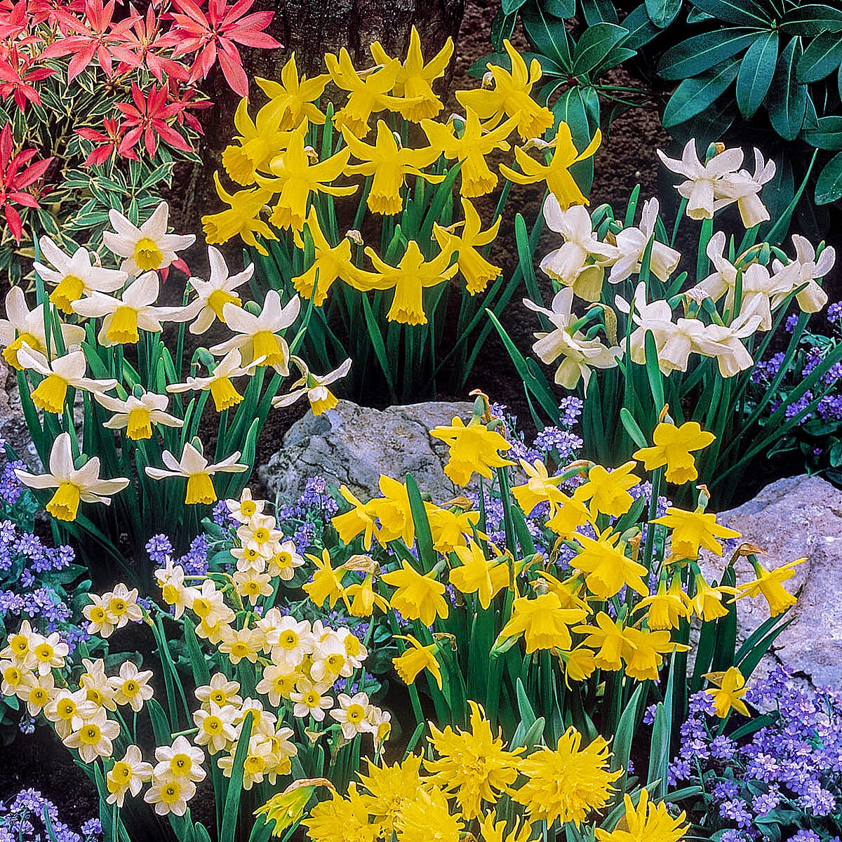 Mixed Short Stem Narcissus Short x 100 Bulbs