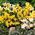 Mixed Short Stem Narcissus Short x 100 Bulbs