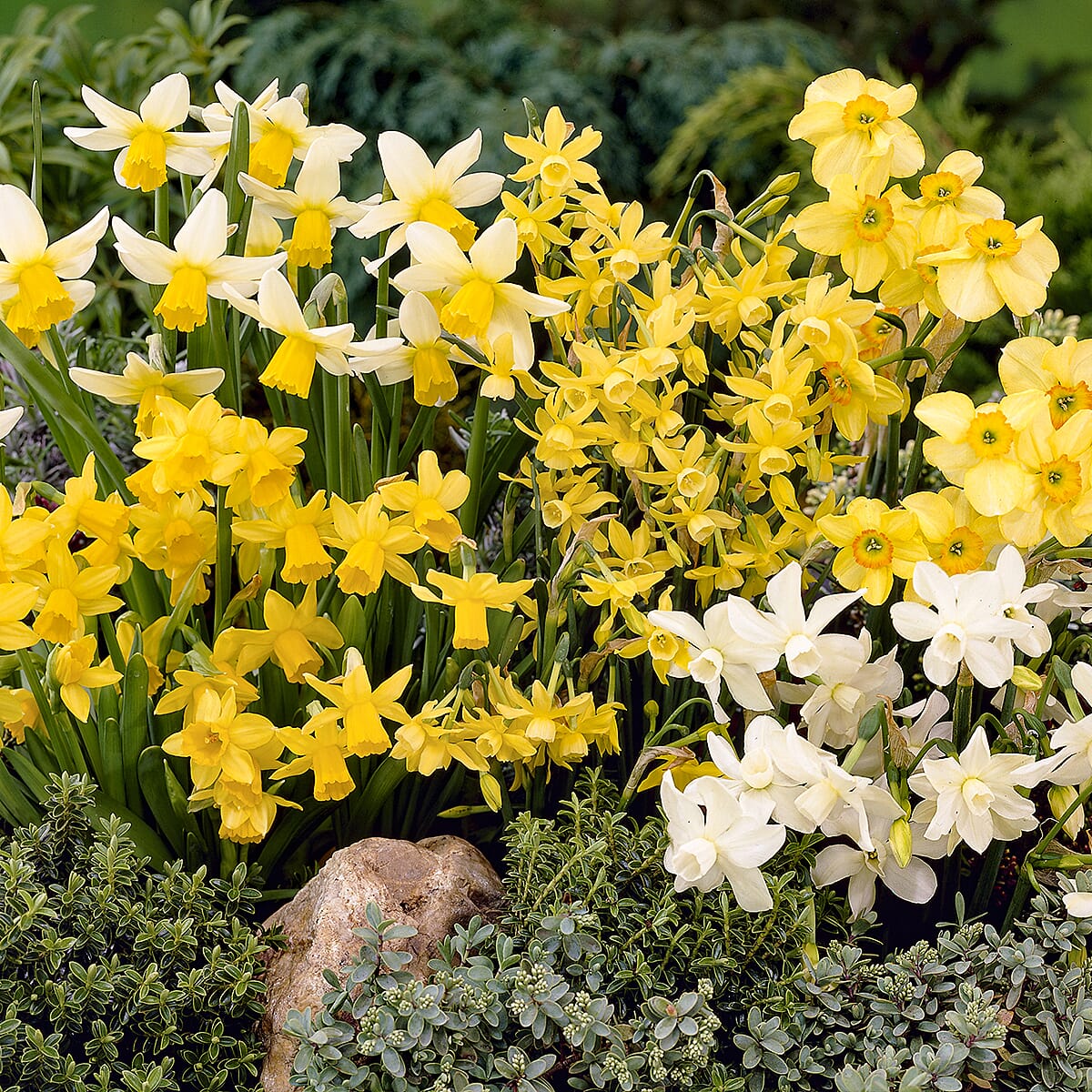 Mixed Short Stem Narcissus Short x 100 Bulbs