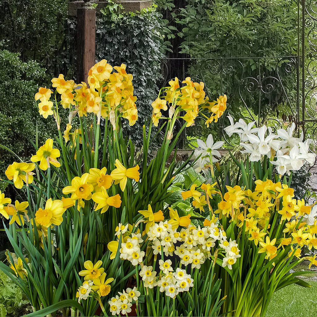 Mixed Short Stem Narcissus Short x 100 Bulbs