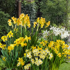 Mixed Short Stem Narcissus Short x 100 Bulbs