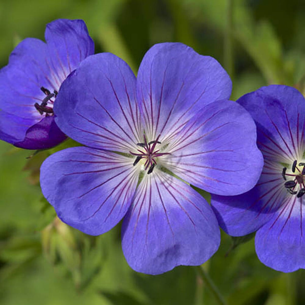 Geranium Rozanne in 2L Pot