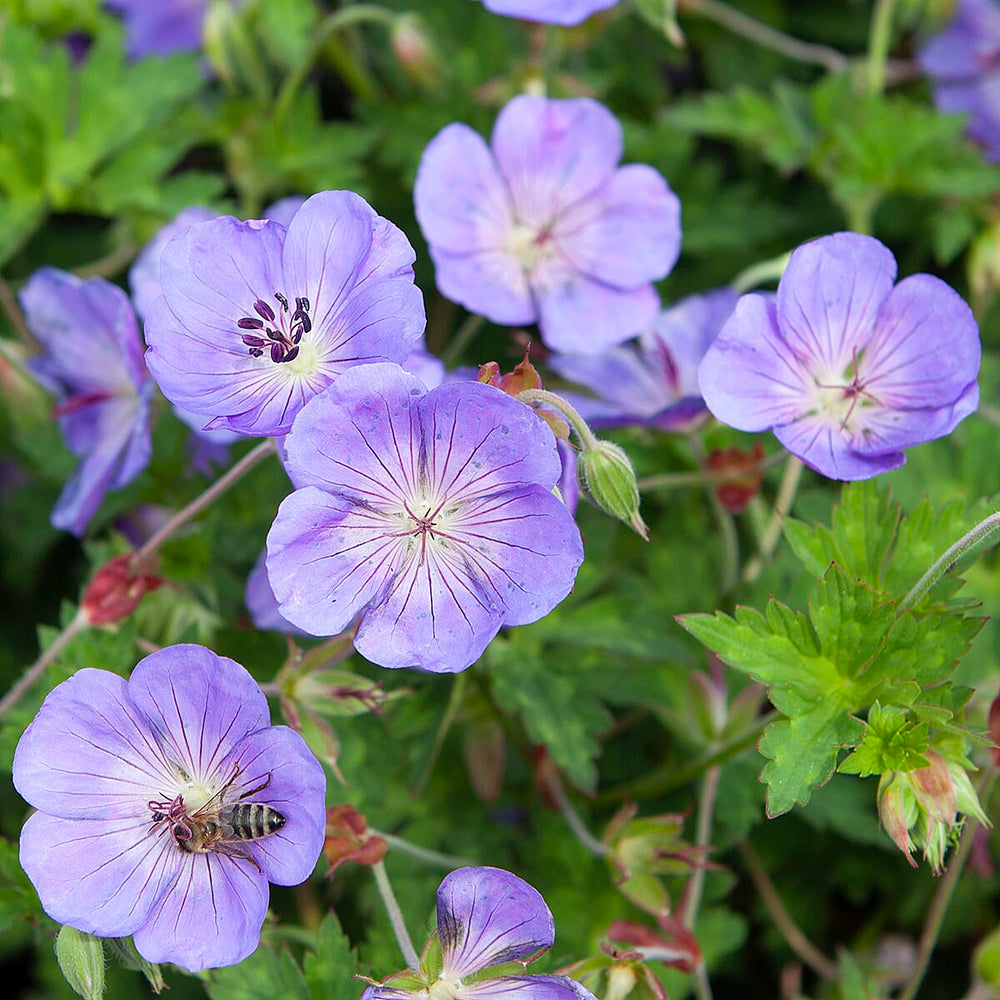 Geranium Rozanne in 2L Pot