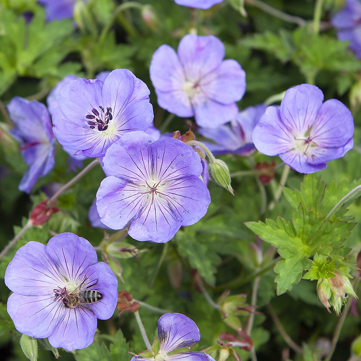 Geranium Rozanne in 2L Pot