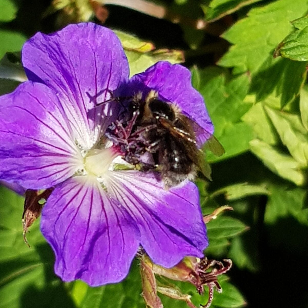 Geranium Rozanne in 2L Pot