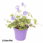 Geranium Rozanne in 2L Pot