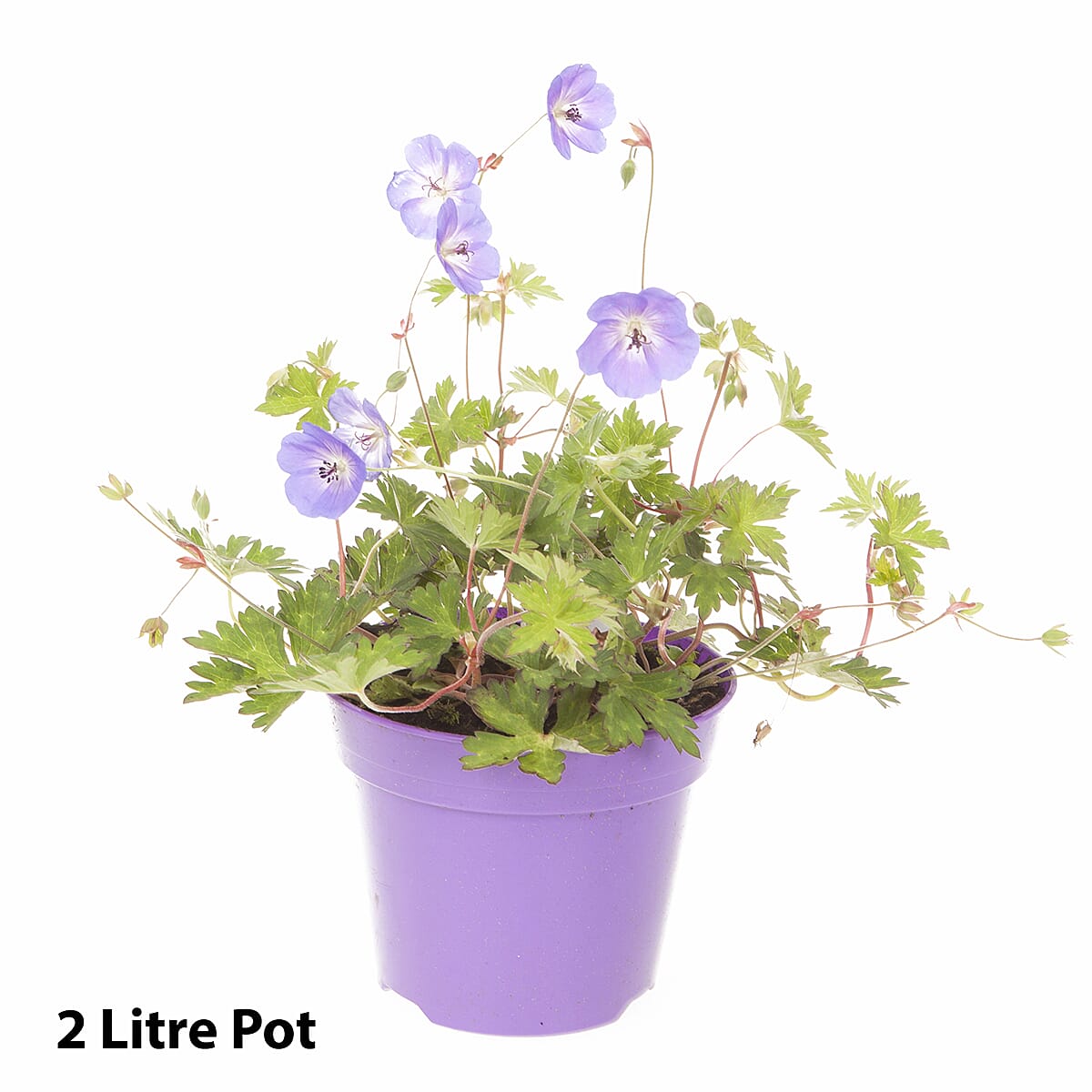 Geranium Rozanne in 2L Pot