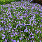 Geranium Rozanne in 2L Pot