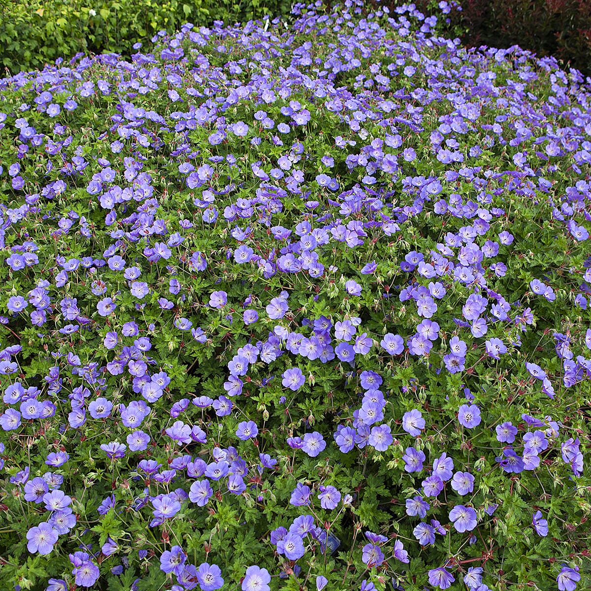 Geranium Rozanne in 2L Pot