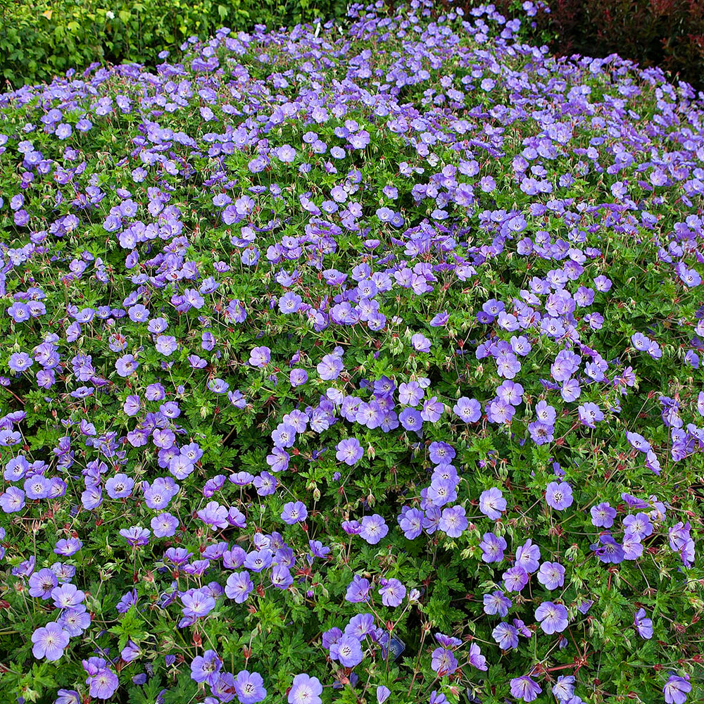 Geranium Rozanne in 2L Pot