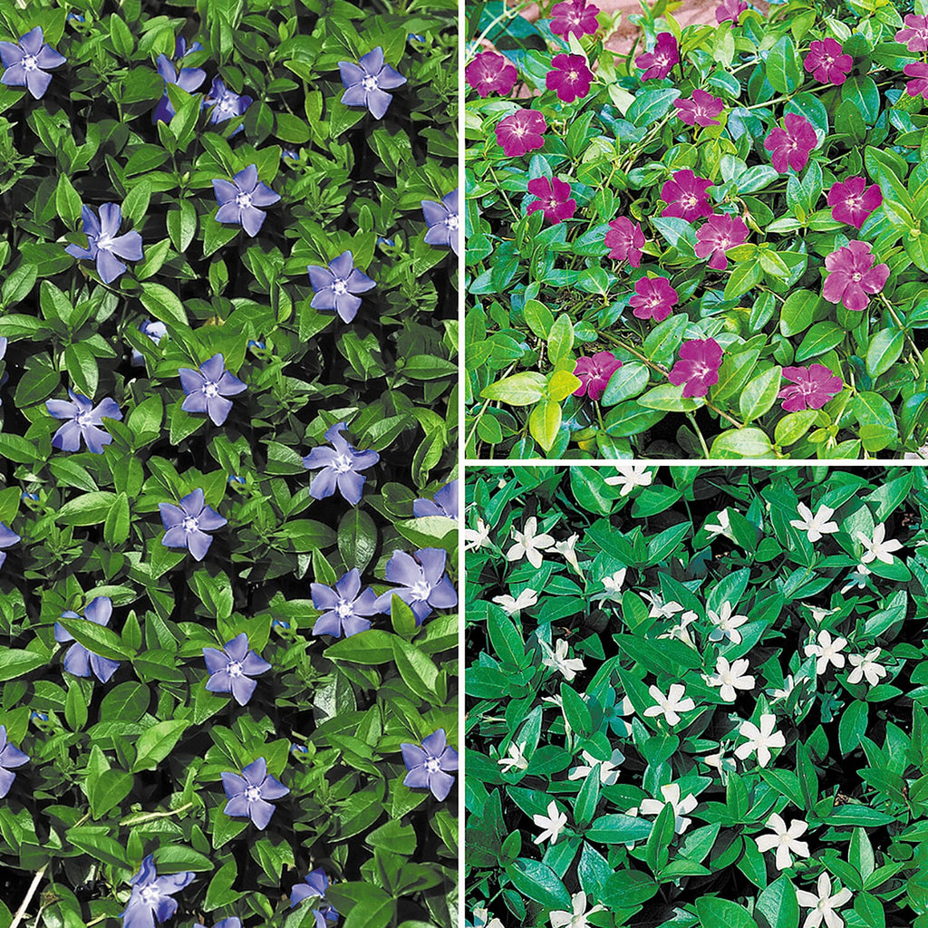 Vinca Collection in 9 cm Pot x3