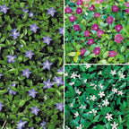 Vinca Collection in 9 cm Pot x3