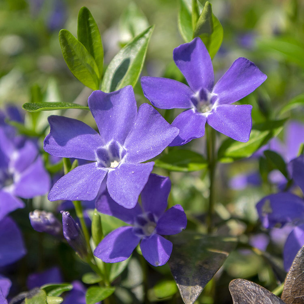 Vinca Collection in 9 cm Pot x3