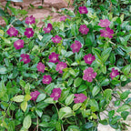 Vinca Collection in 9 cm Pot x3