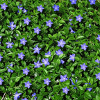 Vinca Collection in 9 cm Pot x3
