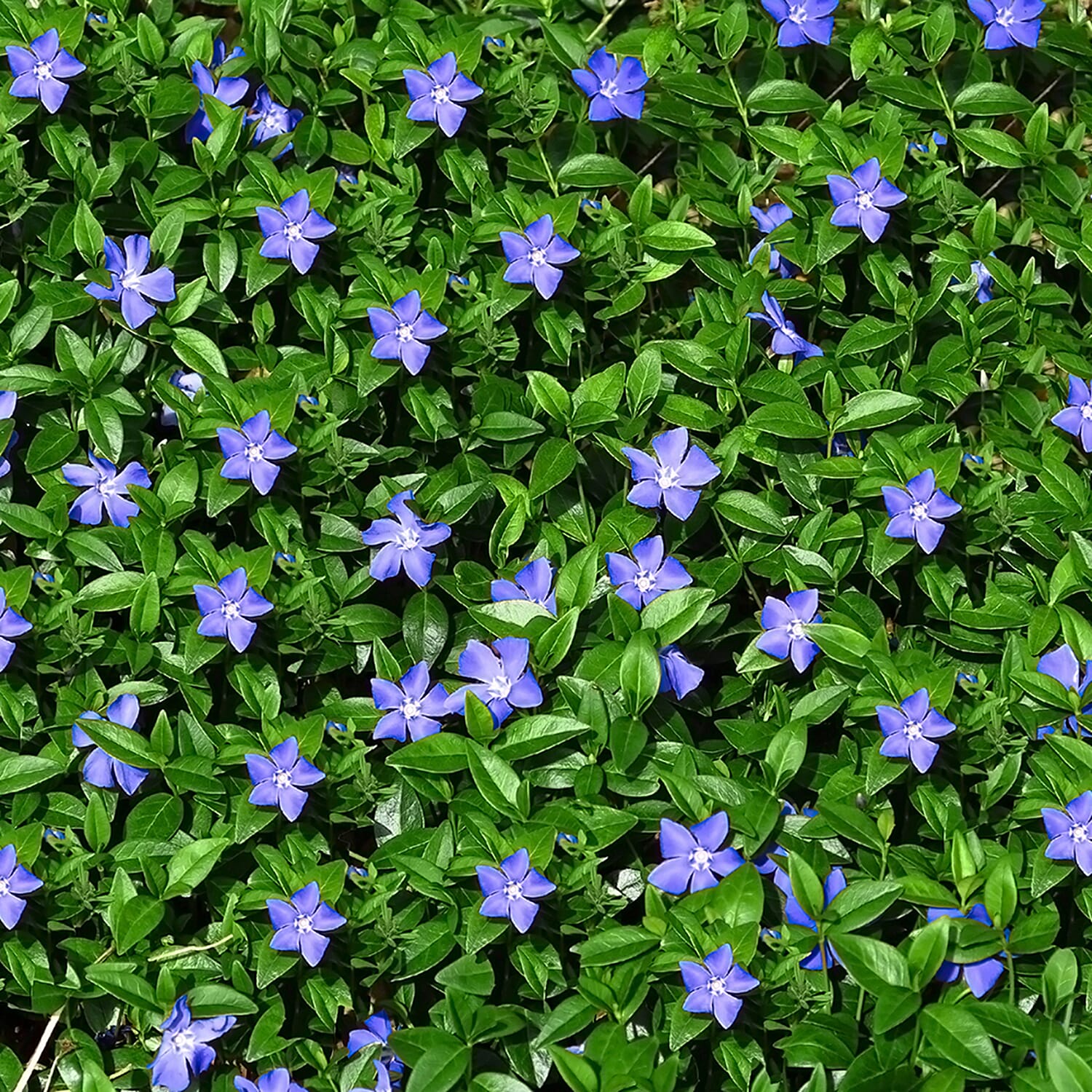 Vinca Collection in 9 cm Pot x3