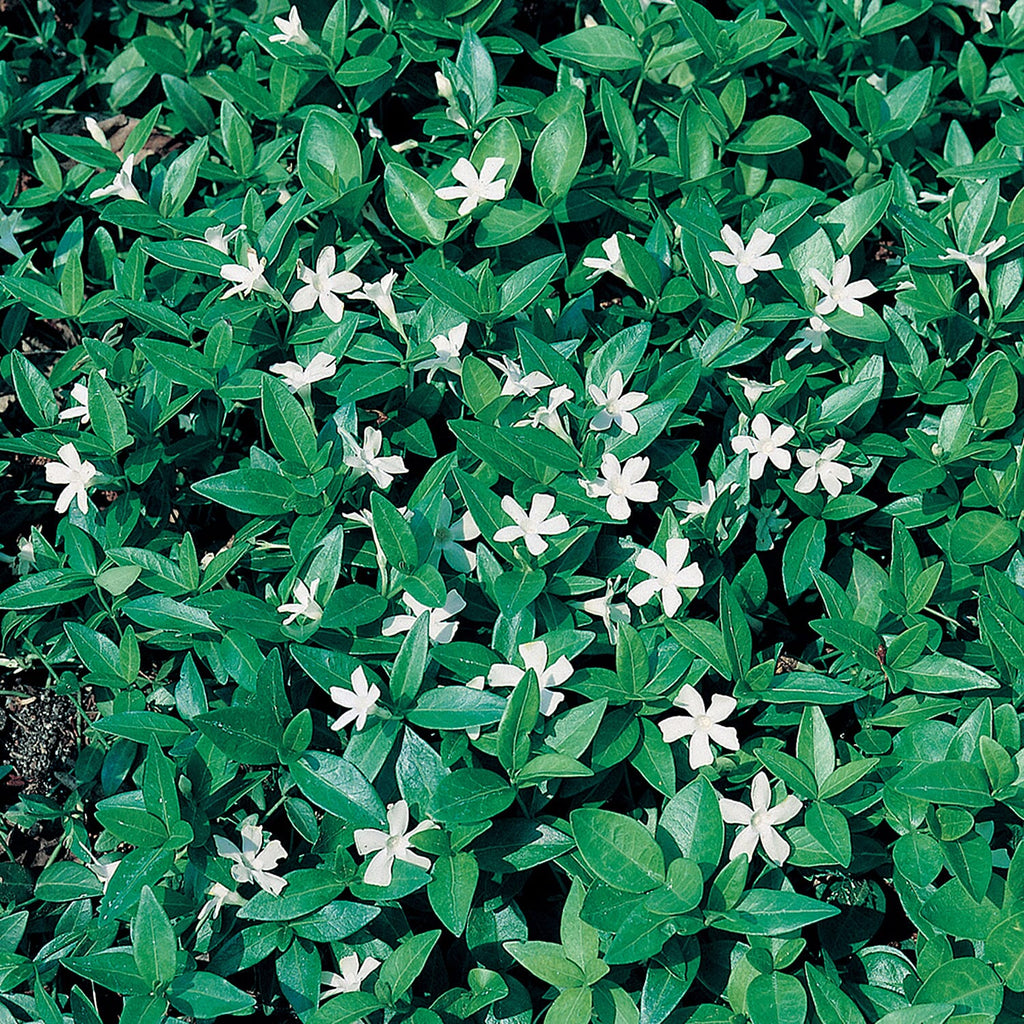 Vinca Collection in 9 cm Pot x3