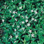 Vinca Collection in 9 cm Pot x3