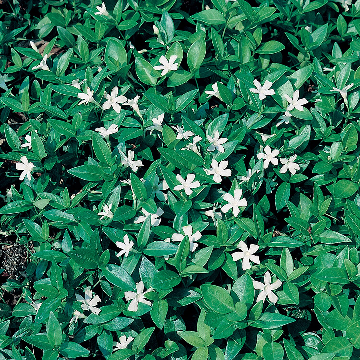 Vinca Collection in 9 cm Pot x3