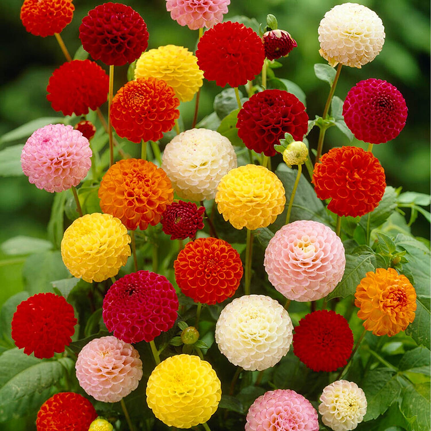 Dahlia Pom Pom Mixed Tubers x5
