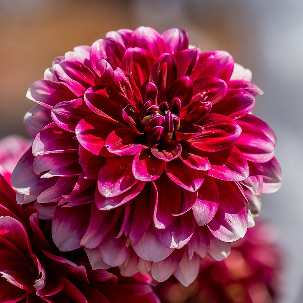 Dahlia Pom Pom Mixed Tubers x5