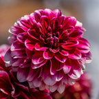 Dahlia Pom Pom Mixed Tubers x5