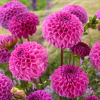 Dahlia Pom Pom Mixed Tubers x5