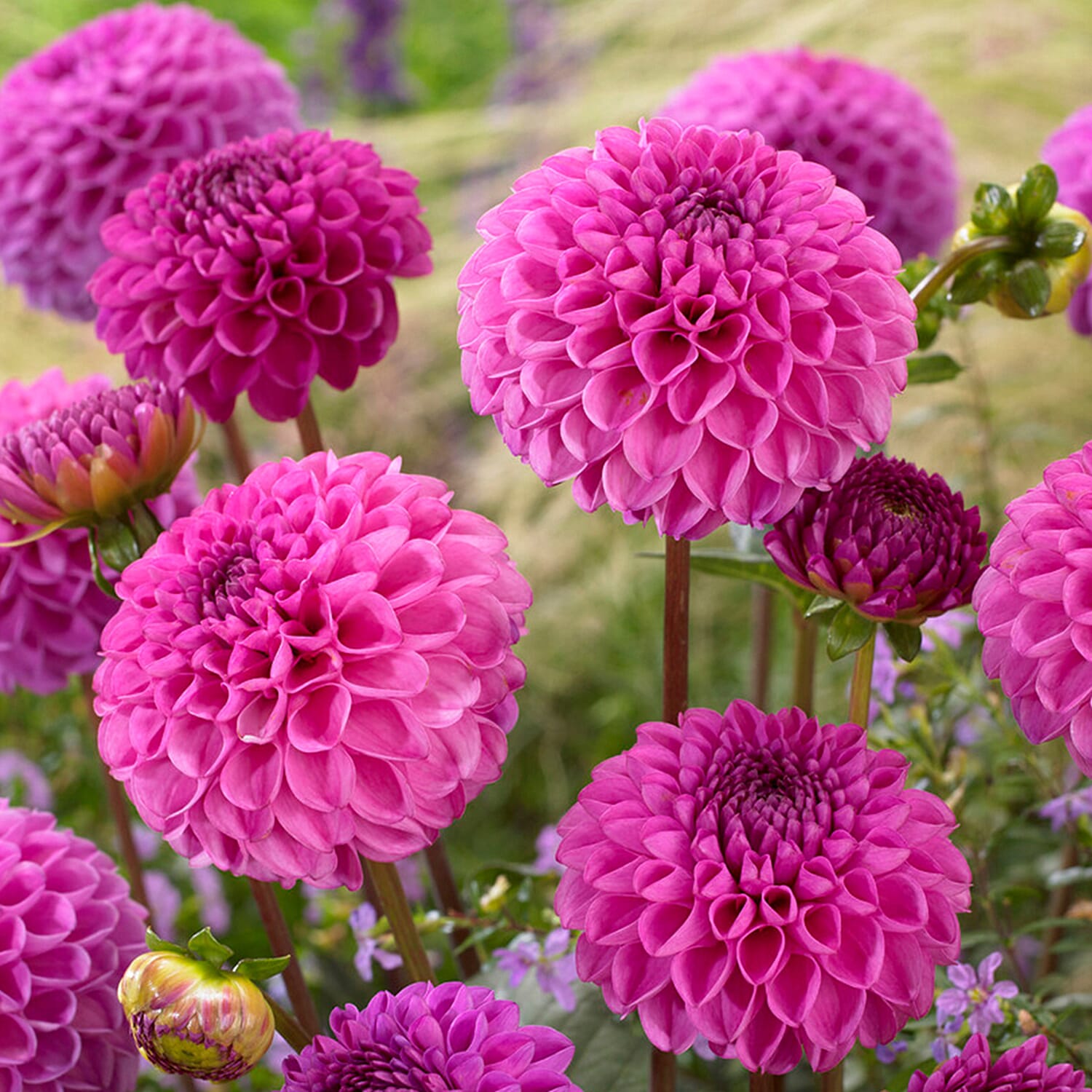 Dahlia Pom Pom Mixed Tubers x5