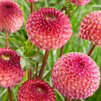 Dahlia Pom Pom Mixed Tubers x5