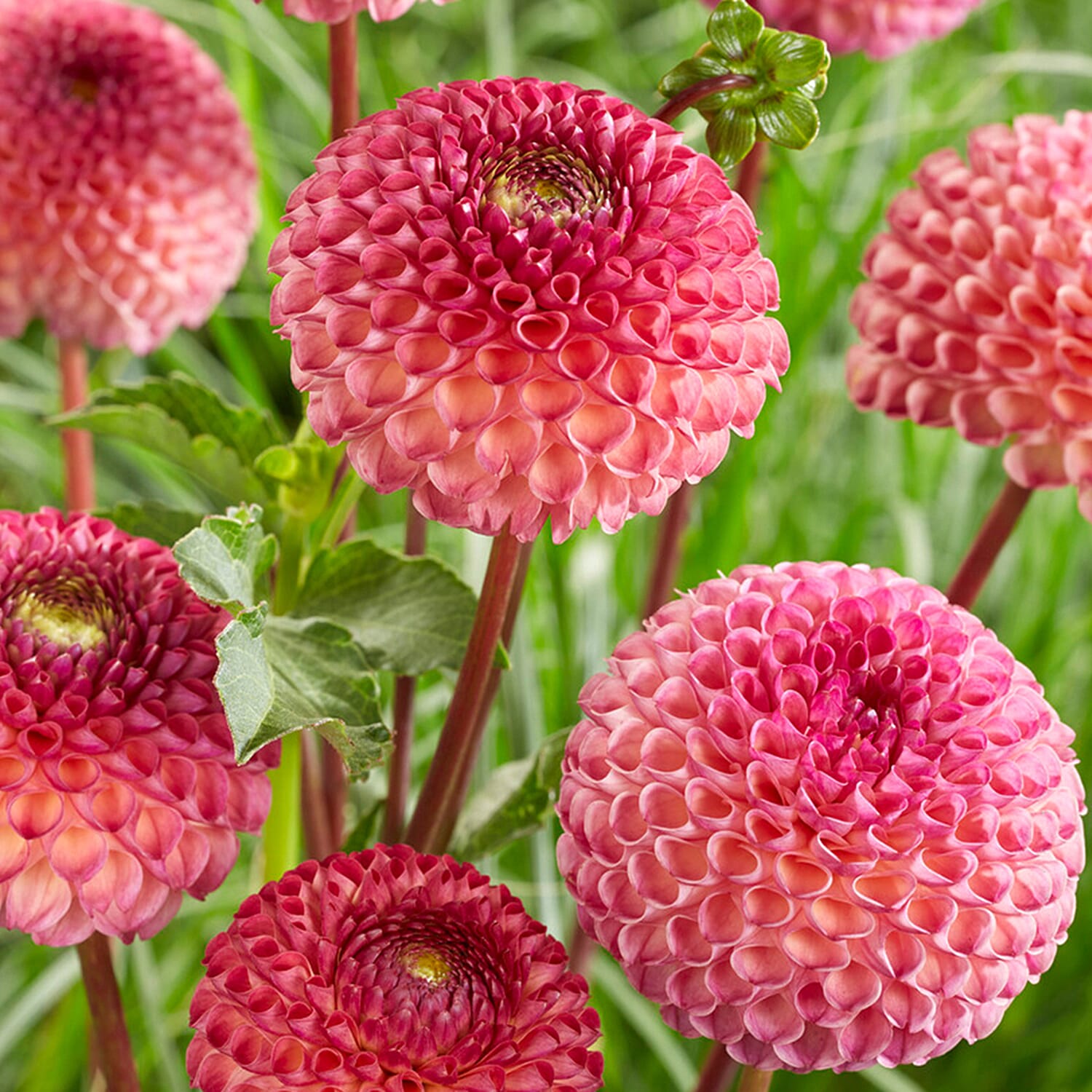 Dahlia Pom Pom Mixed Tubers x5